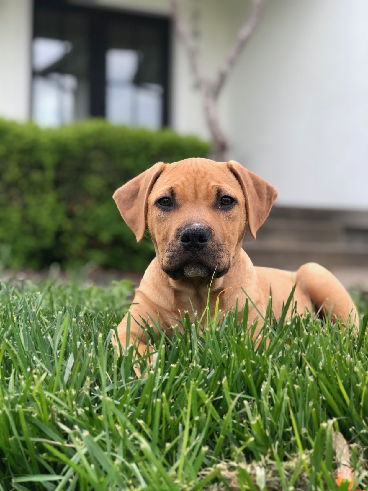 Bubba - adoption